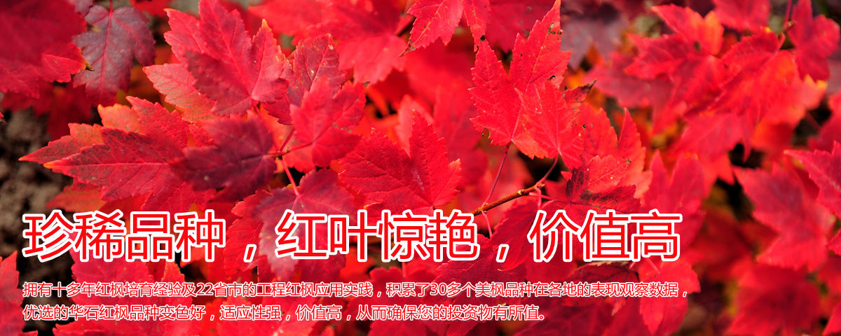 美國紅楓變色驚艷、品種稀缺、價(jià)值高