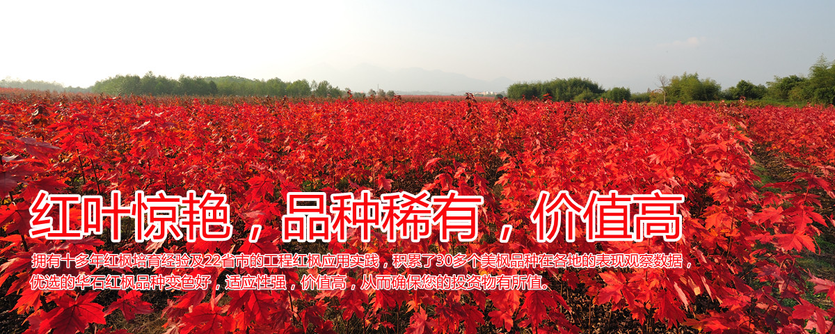 美國紅楓變色驚艷、品種稀缺、價(jià)值高
