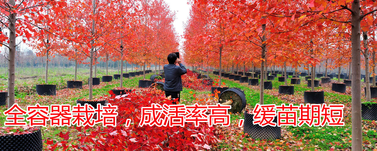 美國紅楓全程容器栽培，成活率高，緩苗期短