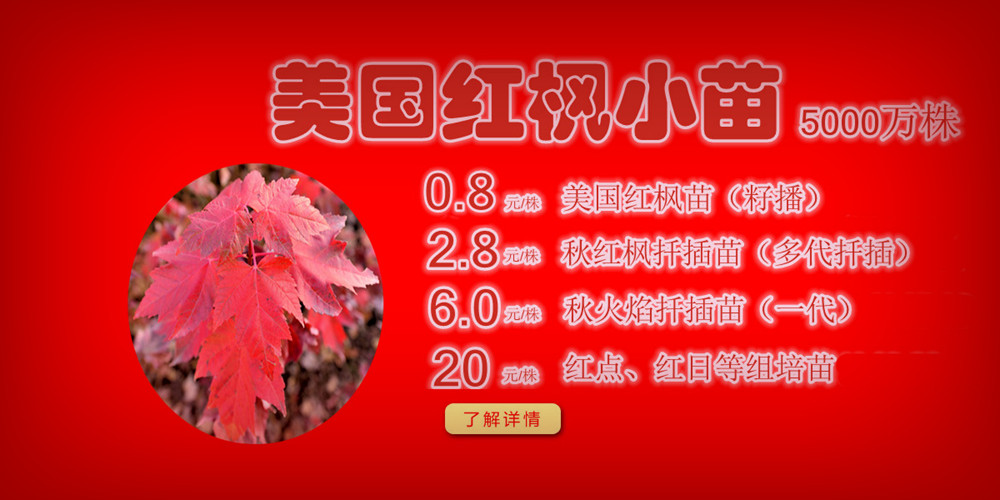 夕陽紅、十月光輝、紅點紅楓、美國紅楓小苗質(zhì)佳價平回饋廣大客戶，接受2017-2018季苗預(yù)定！