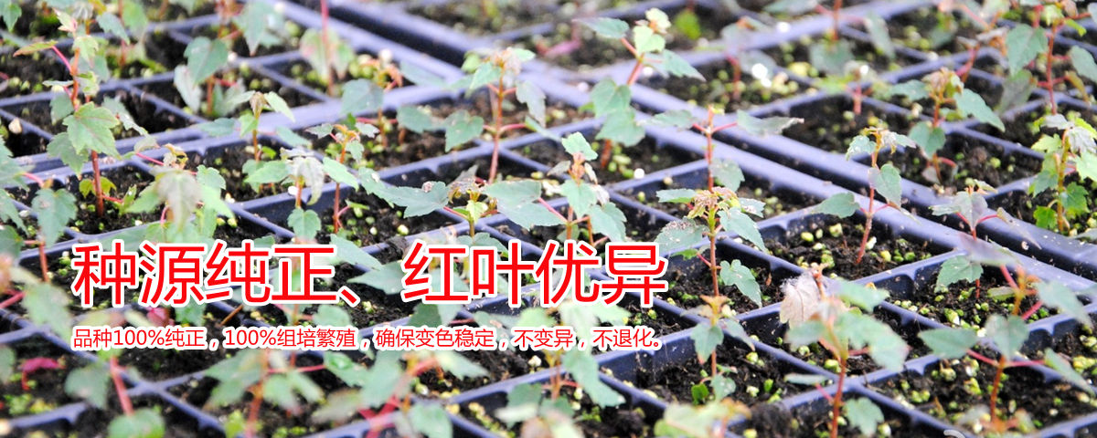 美國紅楓種源純正、表現(xiàn)優(yōu)異